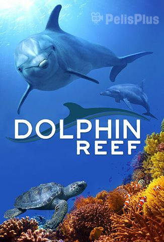 Delfines, La Vida en El Arrecife
